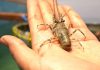Gandeng Pemkab Lombok Timur, KKP Bangun Industri Budidaya Lobster Nasional