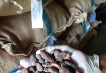 Melejit, 1 Ton Biji Kakao Asal Bali Diekspor Ke Jepang