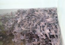 Bangkitkan Ekonomi Nasional, KKP Salurkan 15.000 Benih Ikan Laut