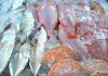 Penuhi Protein Selama Bulan Puasa, KKP Gencarkan Konsumsi Ikan