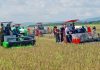 Gubernur NTT Panen Padi di Lahan Food Estate Seluas 3000 Hektar