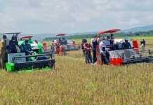 Gubernur NTT Panen Padi di Lahan Food Estate Seluas 3000 Hektar
