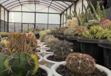 Wow, Ekspor Kaktus Asal Lembang Tembus ke 10 Negara