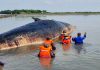 Tangani Megafauna Laut Terdampar, Ini 4 Langkah KKP