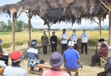Presiden Joko Widodo Panen Padi Di Desa Kanigoro Malang