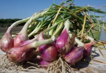 Usai Lebaran, Kementan Klaim stok dan Harga Cabai Bawang Aman