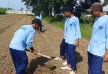 Gandeng Kemenkumham, Kementan Gencarkan Tanam Jagung di Lapas
