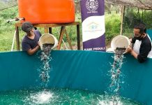 Perkuat UMKM, RSI Dukung Budi Daya Ikan Lele di Ajibata