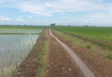 Masyarakat Indramayu Keluhkan Kenaikan Harga Beras, Ecih: Faktor Perubahan Iklim!