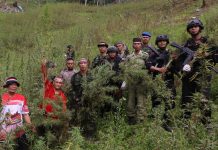 Hari Pahlawan 2022, BNN Musnahkan Ladang Ganja Terbesar