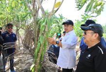 MPR Dukung Pembangunan Perkebunan dan Pembibitan Vanili Terbesar Dunia di Tanjung Lesung