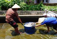 Program Pembinaan Kemandirian Rutan Kelas IIB Bangil, Panen Budidaya Ikan Nila Bagi Warga Binaan
