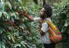 PLN Nyalakan Harapan di Tiom, Kopi Papua Kini Tembus Level Nasional