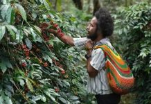 PLN Nyalakan Harapan di Tiom, Kopi Papua Kini Tembus Level Nasional