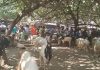 Jelang Idul Adha 1447 H, Kambing di Pasar Hewan Ranggeh Layak dan Siap Jual Untuk Kurban