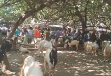 Jelang Idul Adha 1447 H, Kambing di Pasar Hewan Ranggeh Layak dan Siap Jual Untuk Kurban