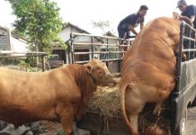 Jelang Idul Adha, DKP3 Pasuruan Pastikan Setiap Hewan memiliki SKKH!