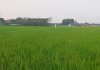 2023, Pasokan Pupuk Subsisdi Untuk Petani Bangil Merosot