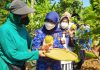 Dinas KPKP dan Kelompok Tani Panen Buah di Rawajati