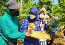 Dinas KPKP dan Kelompok Tani Panen Buah di Rawajati