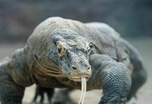 KEMBERIN Dukung Menparekraf Batalkan Harga Tiket Masuk Pulau Komodo Komodo