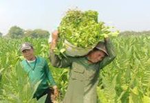 Suarakan Aspirasi Lewat Partisipasi Sehat, Petani Minta Kemenkes Akomodir Masukan Elemen Pertembakauan